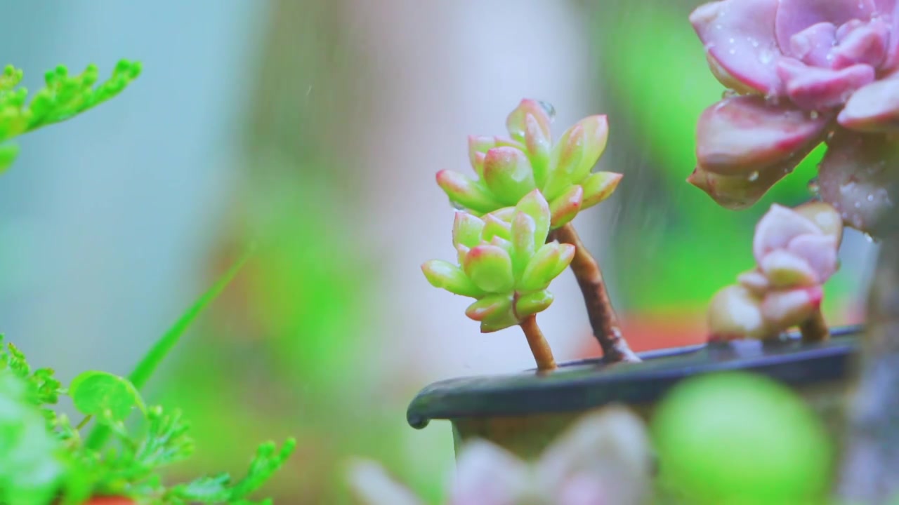 雨中的多肉植物视频素材