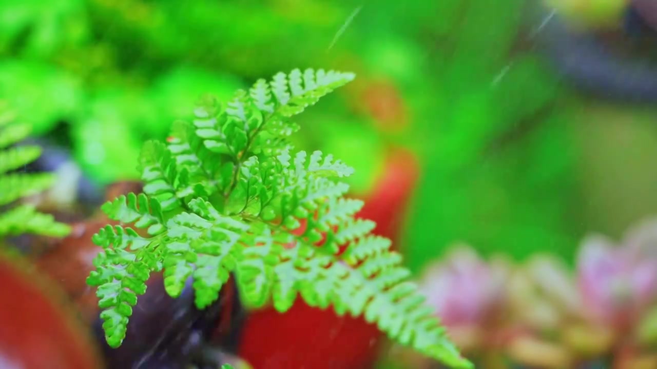 春天下雨天春雨下的蕨类盆栽植物视频素材