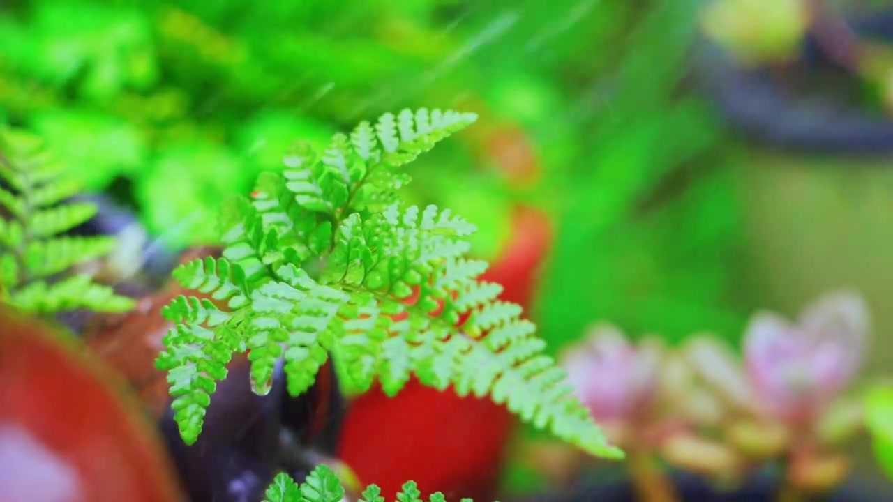 春天下雨天春雨下的蕨类盆栽植物视频素材