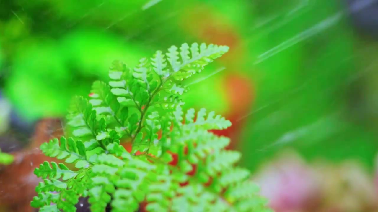 春天下雨天春雨下的蕨类盆栽植物视频素材