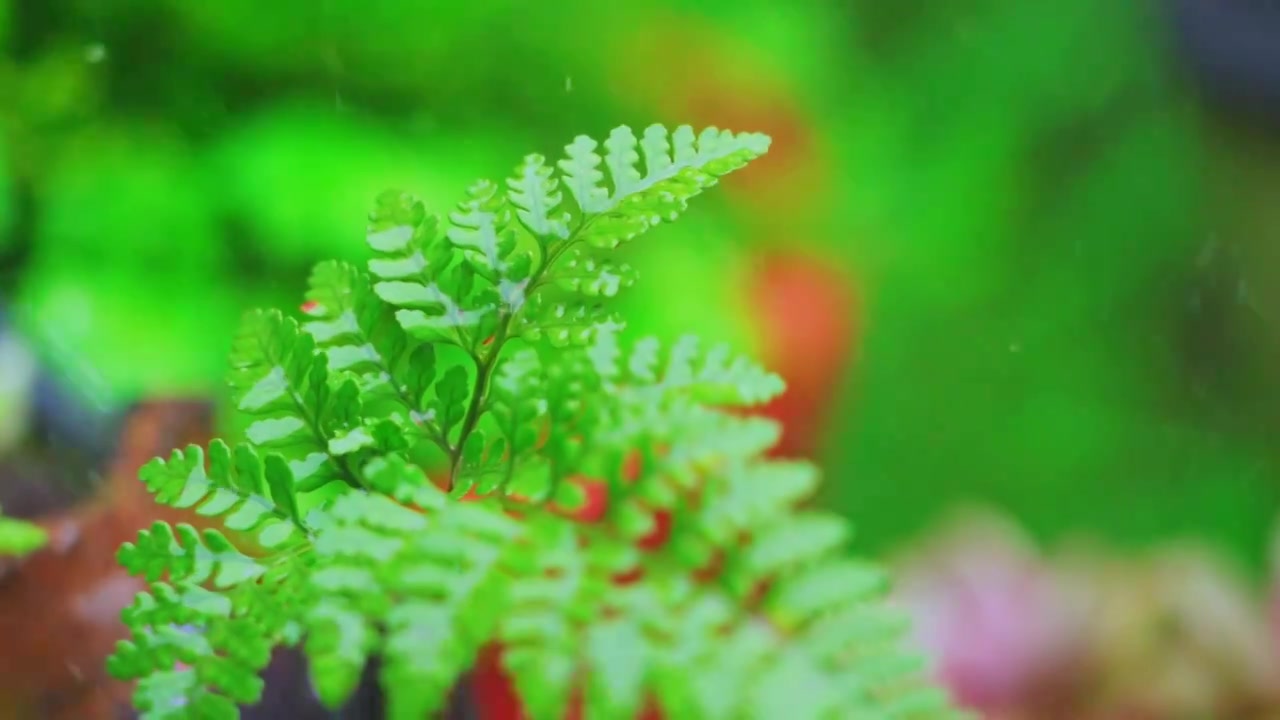 春天下雨天春雨下的蕨类盆栽植物视频素材