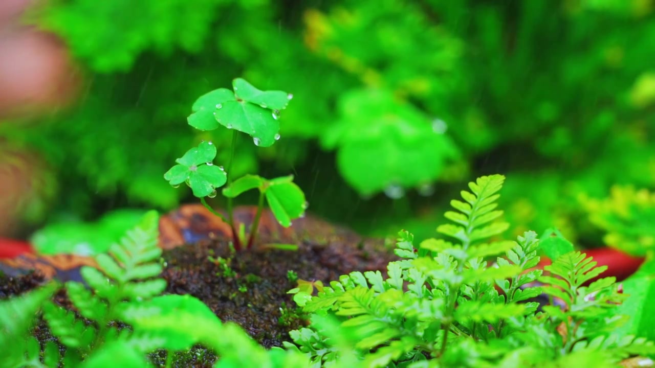 春天下雨天春雨下的植物三叶草视频素材