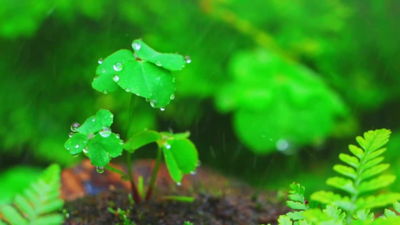 春天下雨天春雨下的植物三叶草视频素材