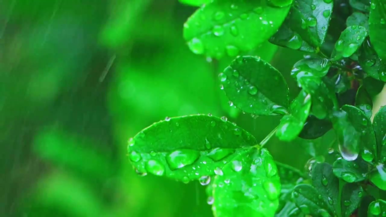 雨中的清新树叶视频素材