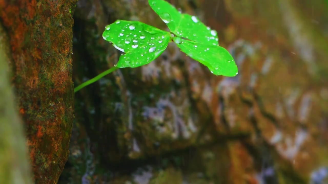 春天下雨天春雨下的植物三叶草视频素材