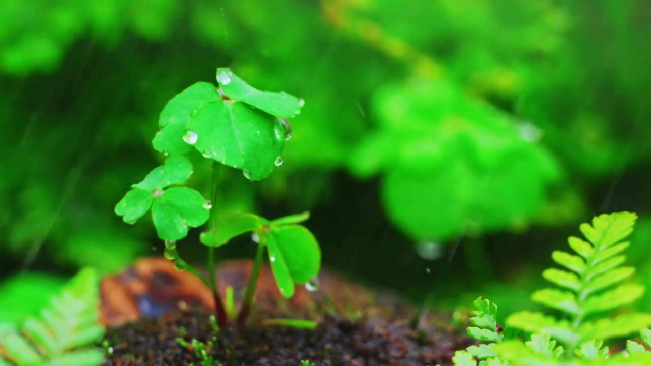 春天下雨天春雨下的植物三叶草视频素材