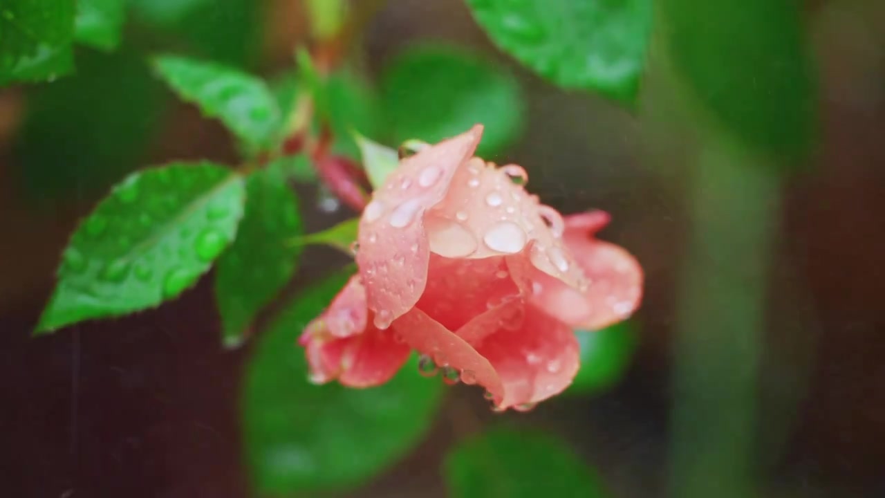 春天春雨中盛开的粉色月季花视频素材