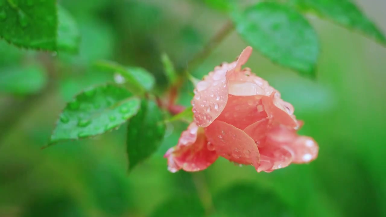 春天春雨中盛开的粉色月季花视频素材