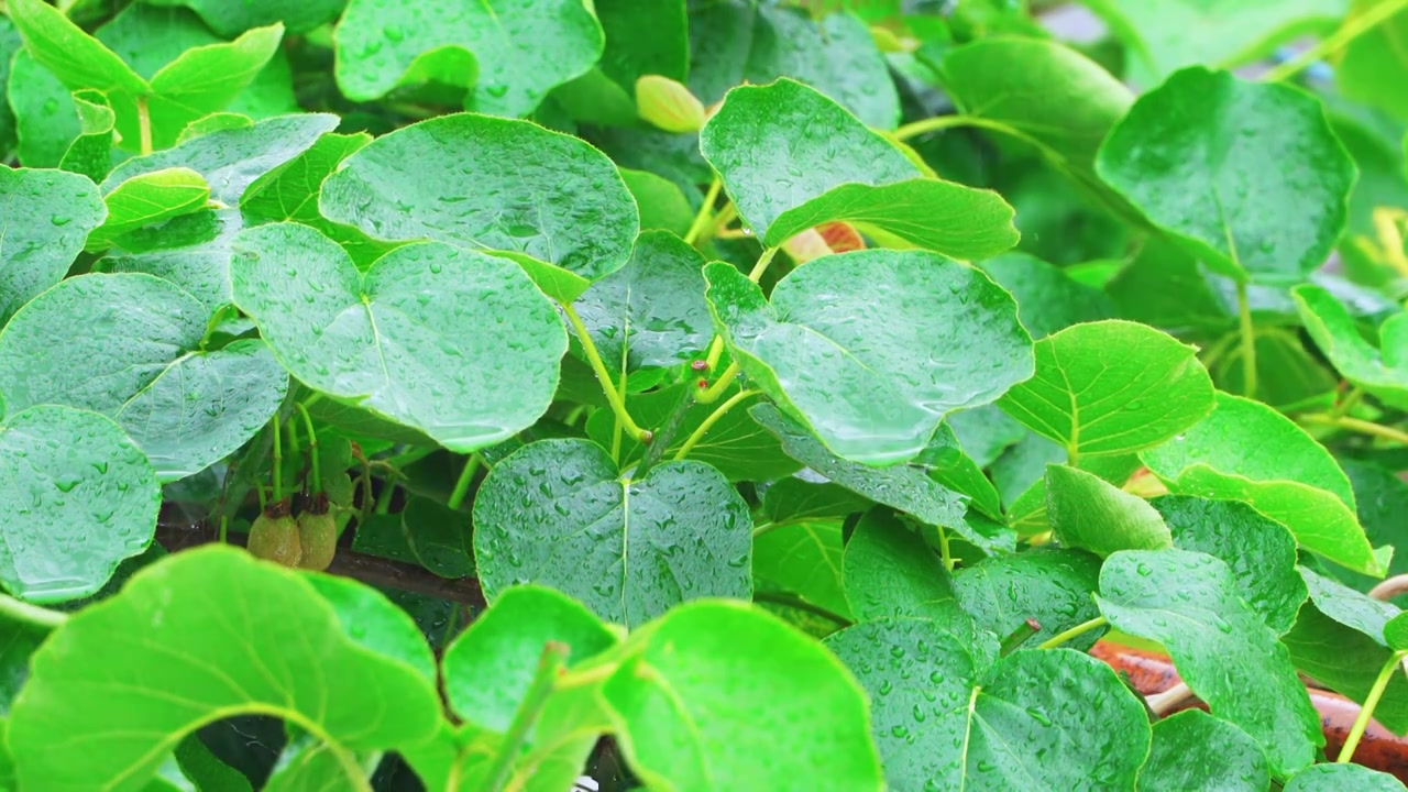 雨中的清新树叶视频素材