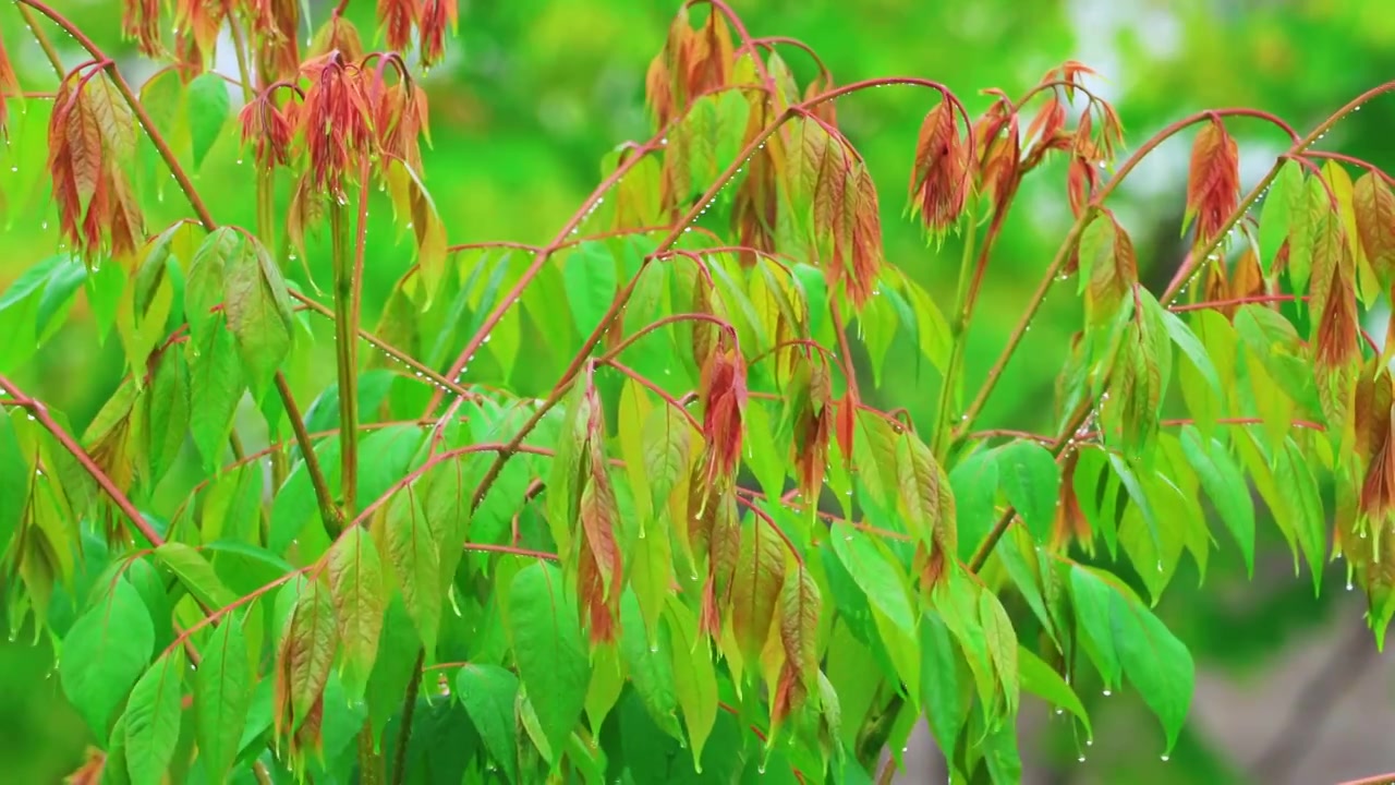 雨中的清新树叶视频素材