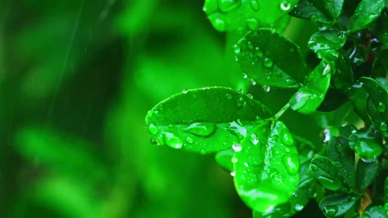 雨中的清新树叶视频素材