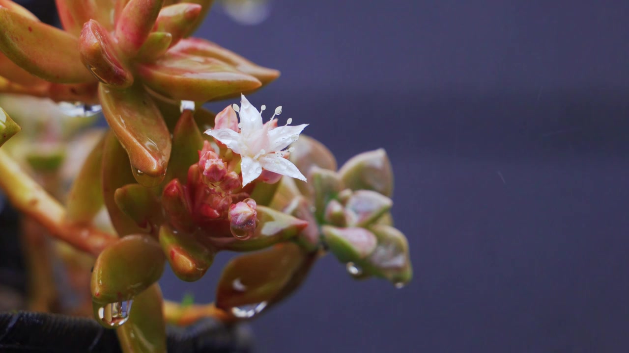 雨中的白色小花视频素材