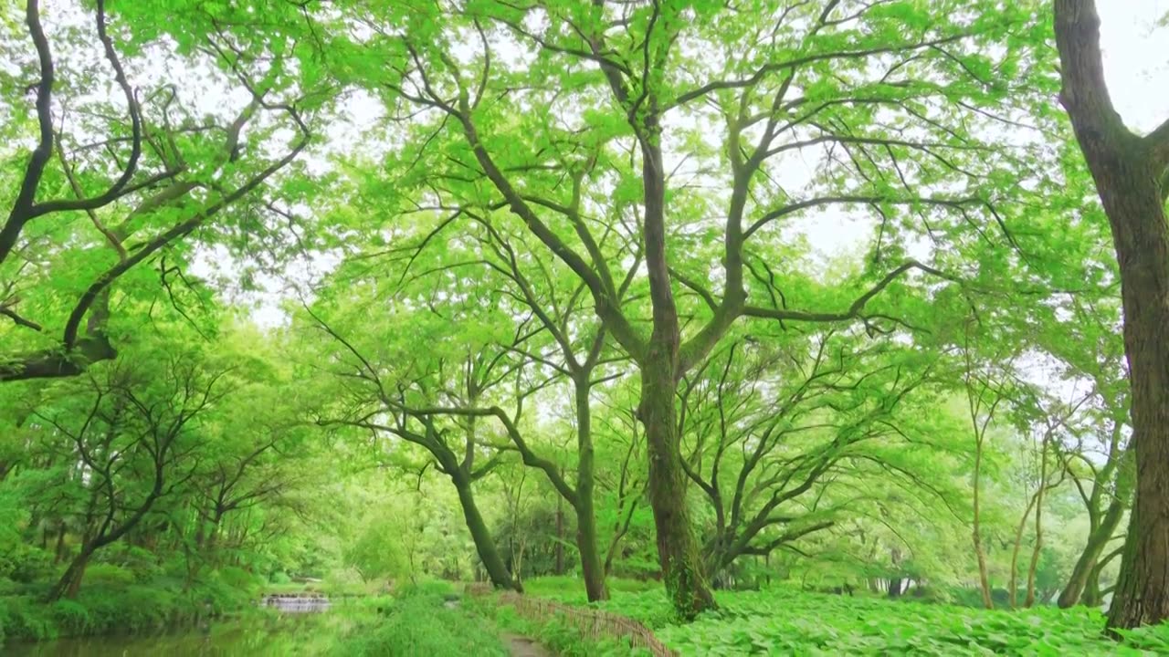 杭州西湖乌龟潭春天绿野仙踪树林森林自然风景视频素材