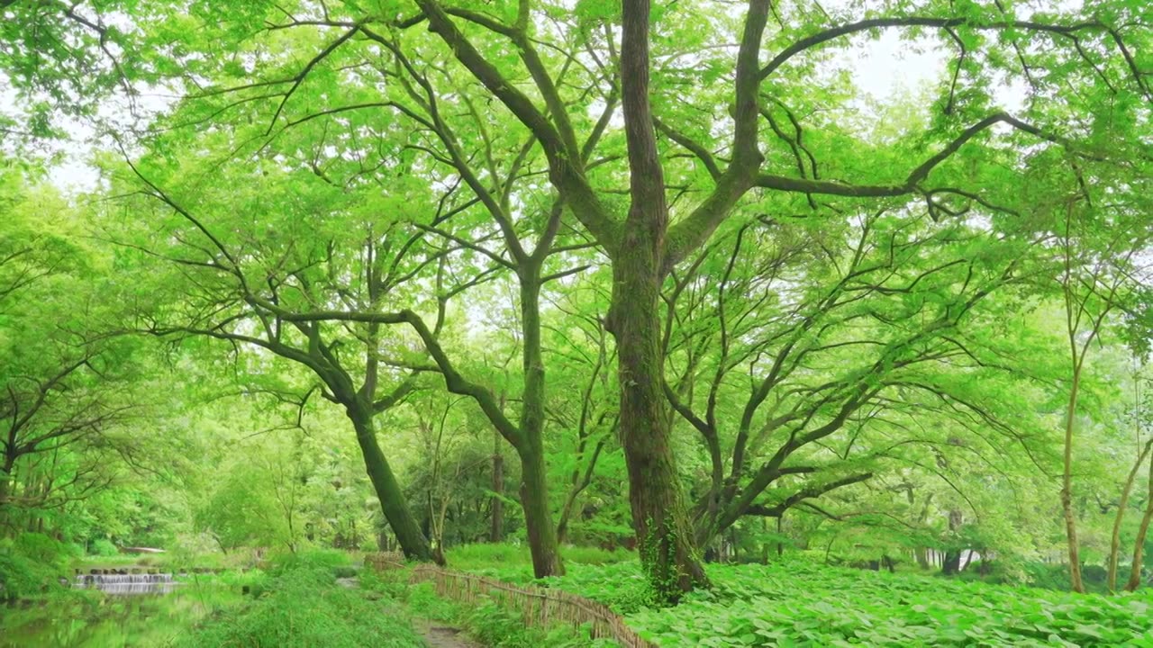 杭州西湖乌龟潭春天绿野仙踪树林森林自然风景视频素材