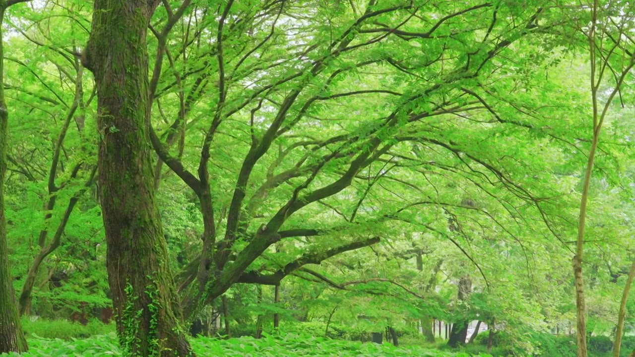 杭州西湖乌龟潭春天绿野仙踪树林森林自然风景视频素材