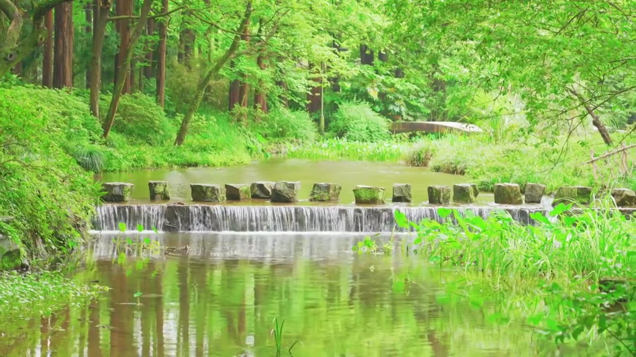 杭州西湖乌龟潭春天树林小溪自然风景视频素材