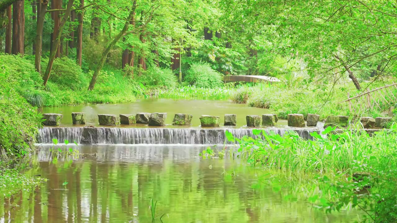 杭州西湖乌龟潭春天树林小溪自然风景视频素材