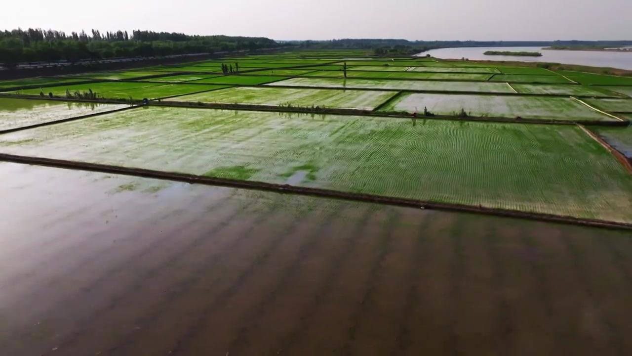 麦田麦子视频素材