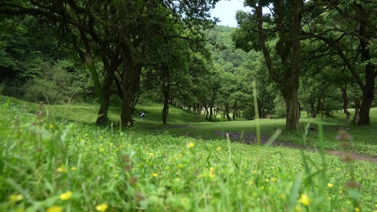 深山湿地生态美景：湖北建始县花坪镇杨树坪湿地草原风景如画视频素材