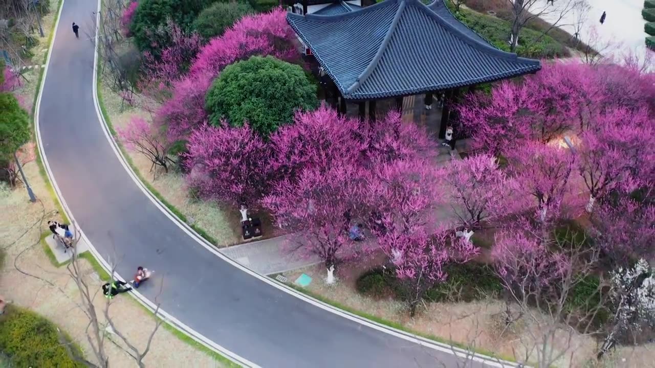 梅花盛开视频素材