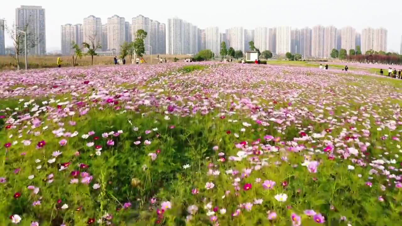 花海视频下载