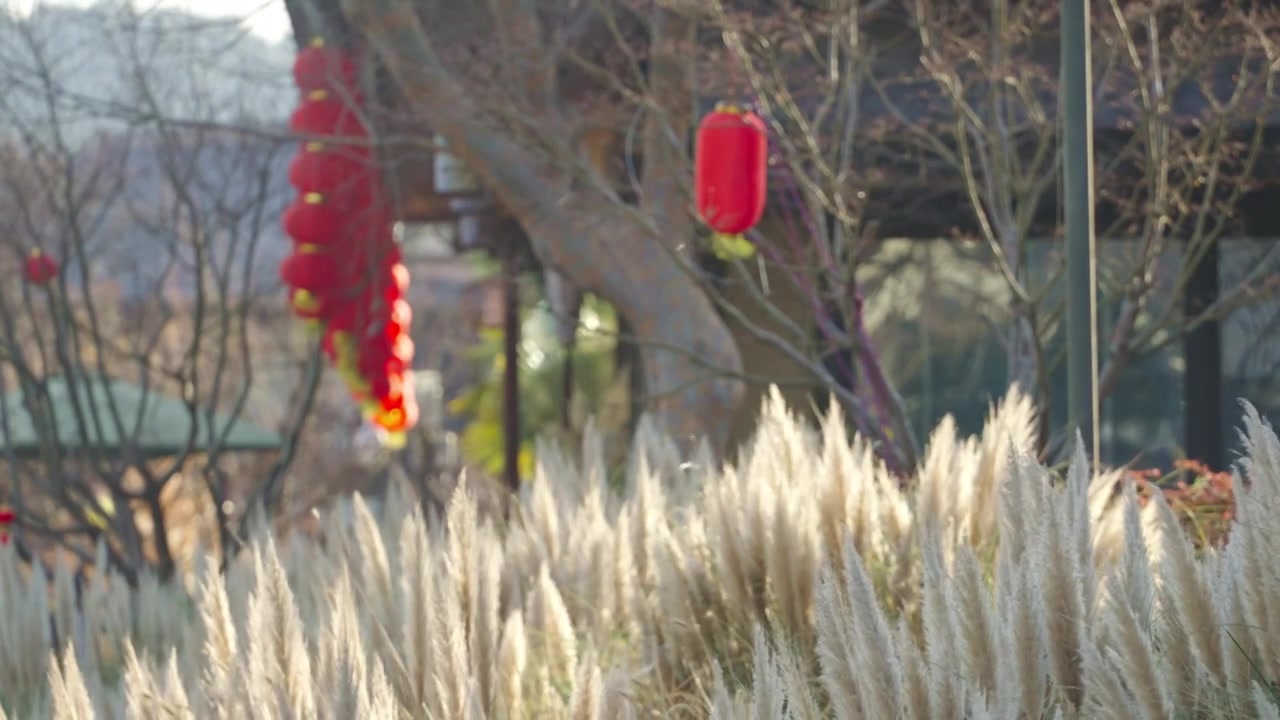 无锡拈花湾晨光下的芦苇荡和灯笼视频下载