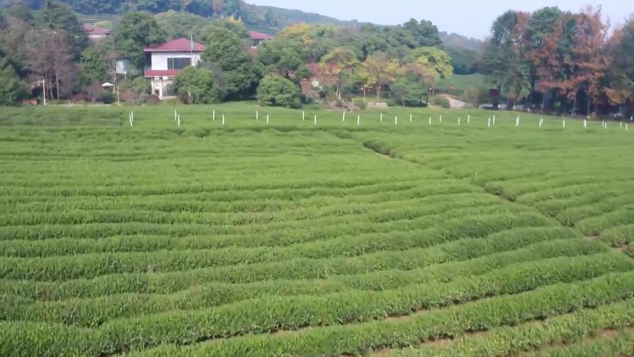 浙江杭州茶叶博物馆航拍视频视频素材