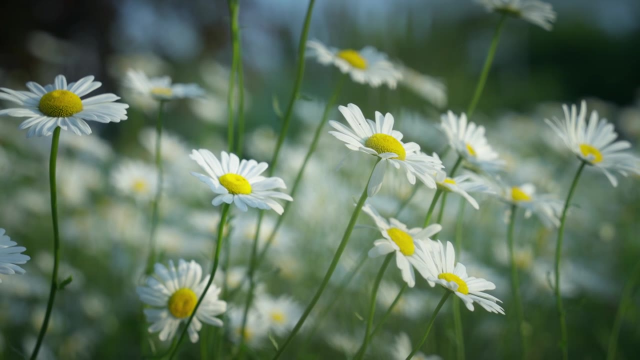 【4k合集】夏天阳光下盛开的雏菊视频素材