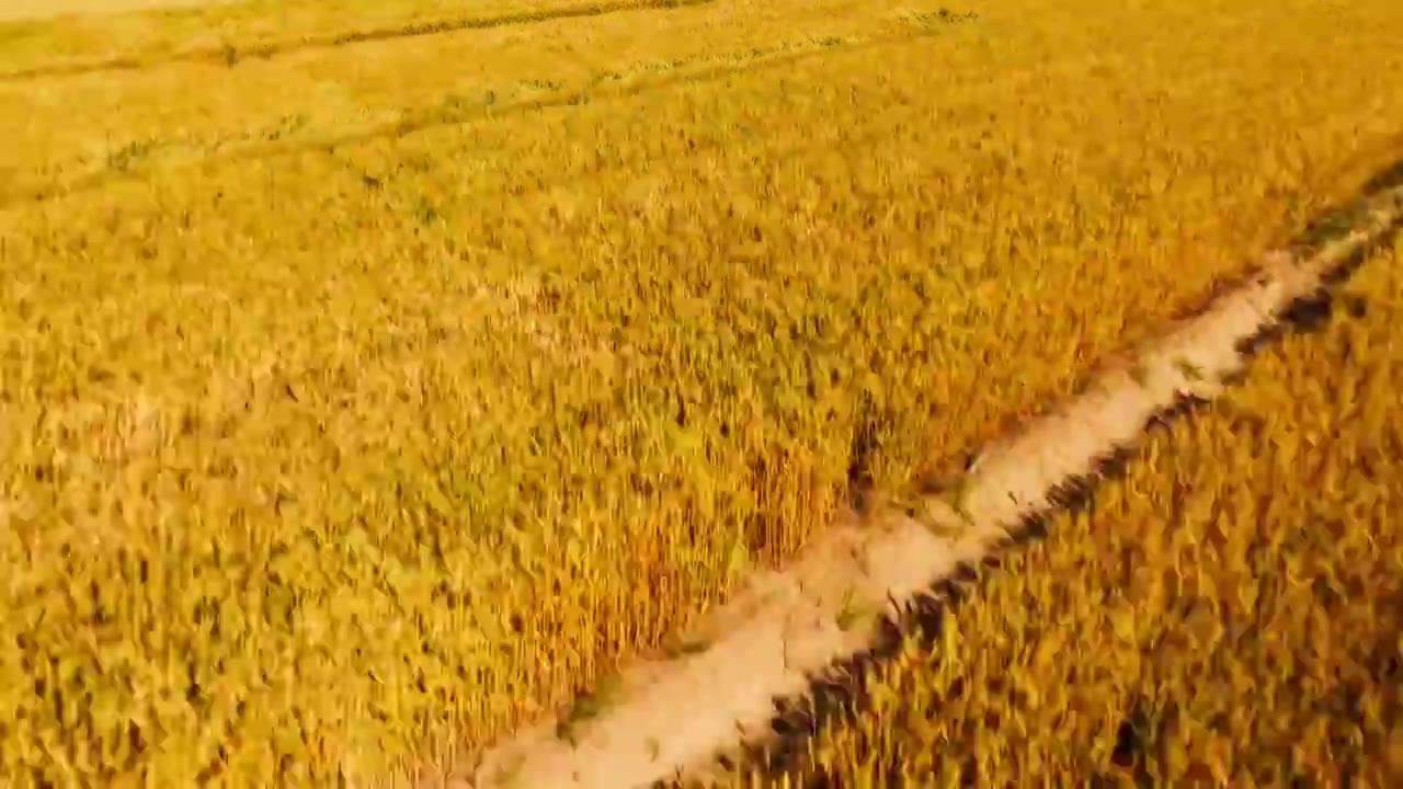 航拍金黄色的小麦麦田麦地视频素材