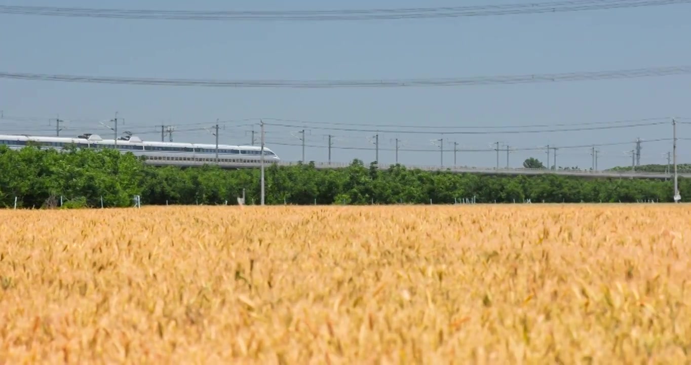 高铁复兴号和谐号高速驶过金色麦田视频素材