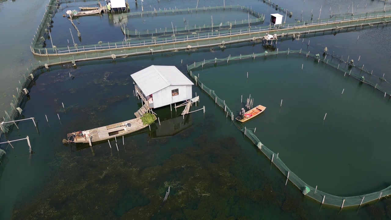 航拍苏州阳澄湖大闸蟹养殖区视频素材