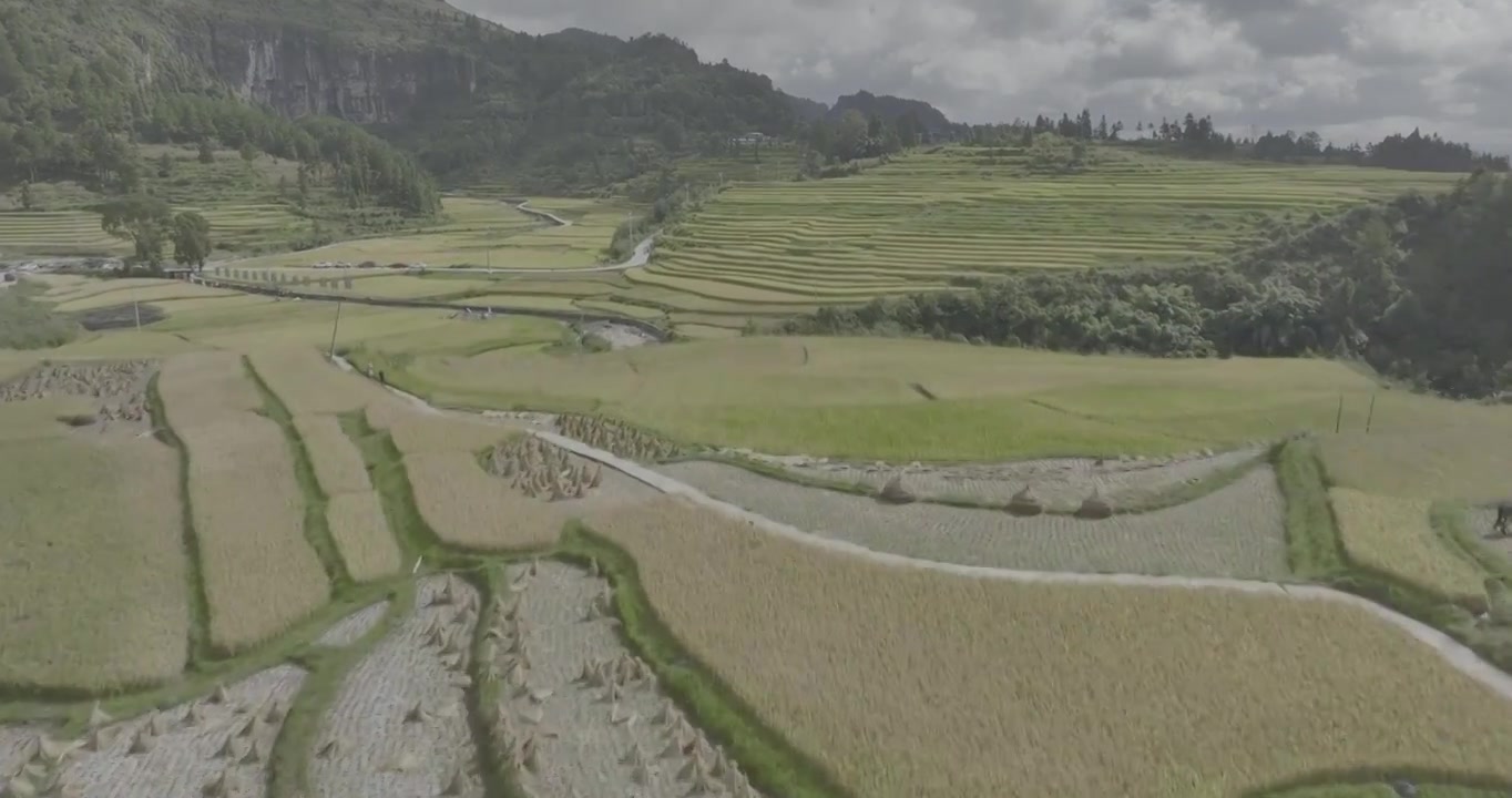 航拍贵州黔南贵定腊利村的稻田景色视频素材