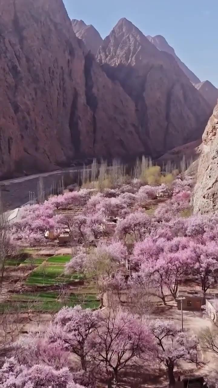 南疆杏花，帕米尔高原的杏花，昆仑山峡谷的杏花村视频素材