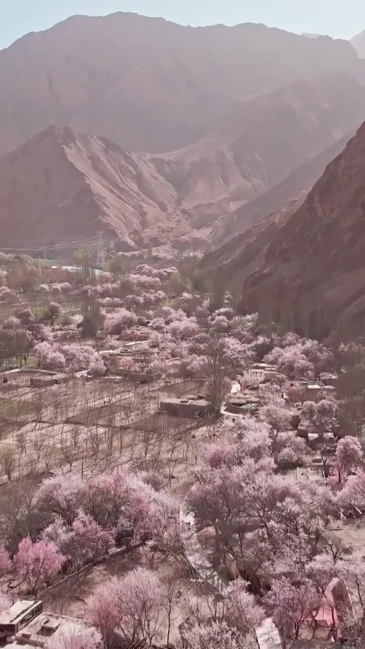 南疆杏花，帕米尔高原的杏花，昆仑山峡谷的杏花村视频素材