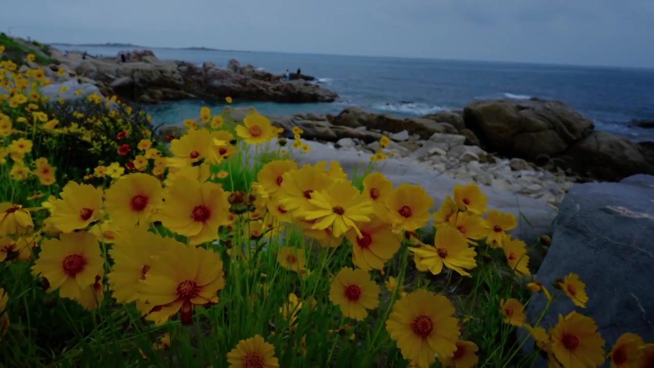 海边黄色菊花（大花金鸡菊）视频下载