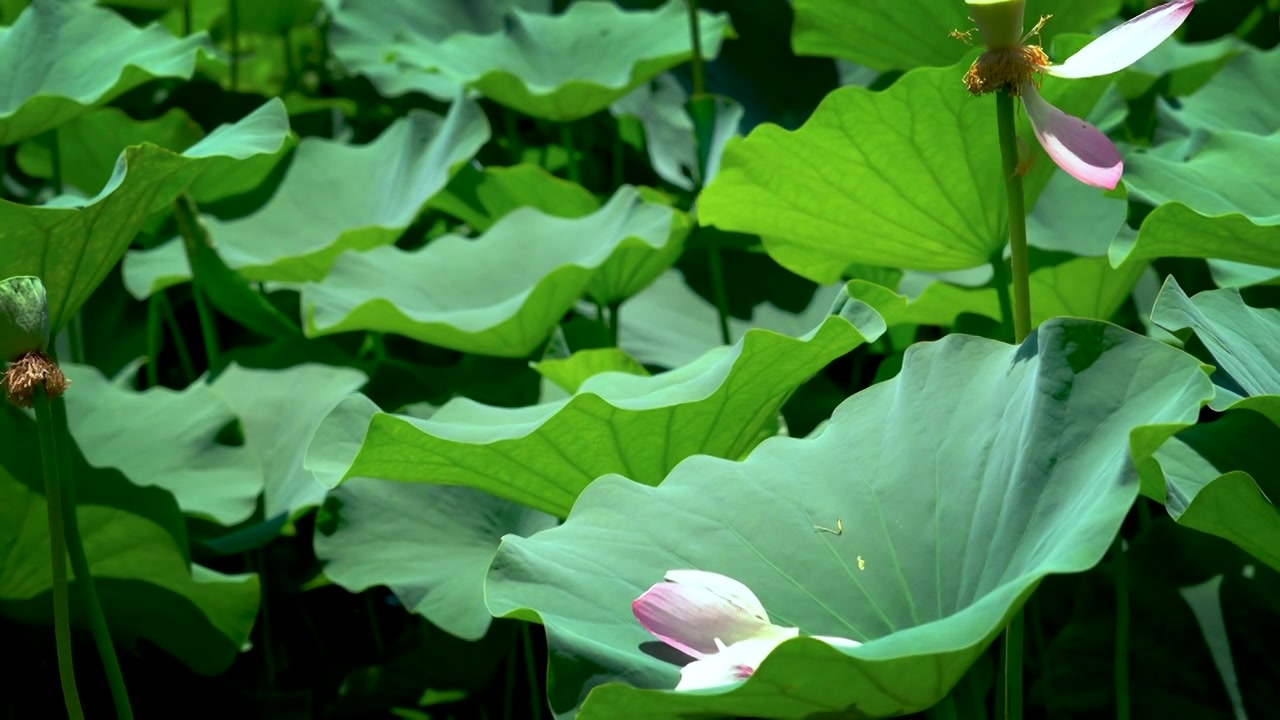 池塘中的荷花视频下载