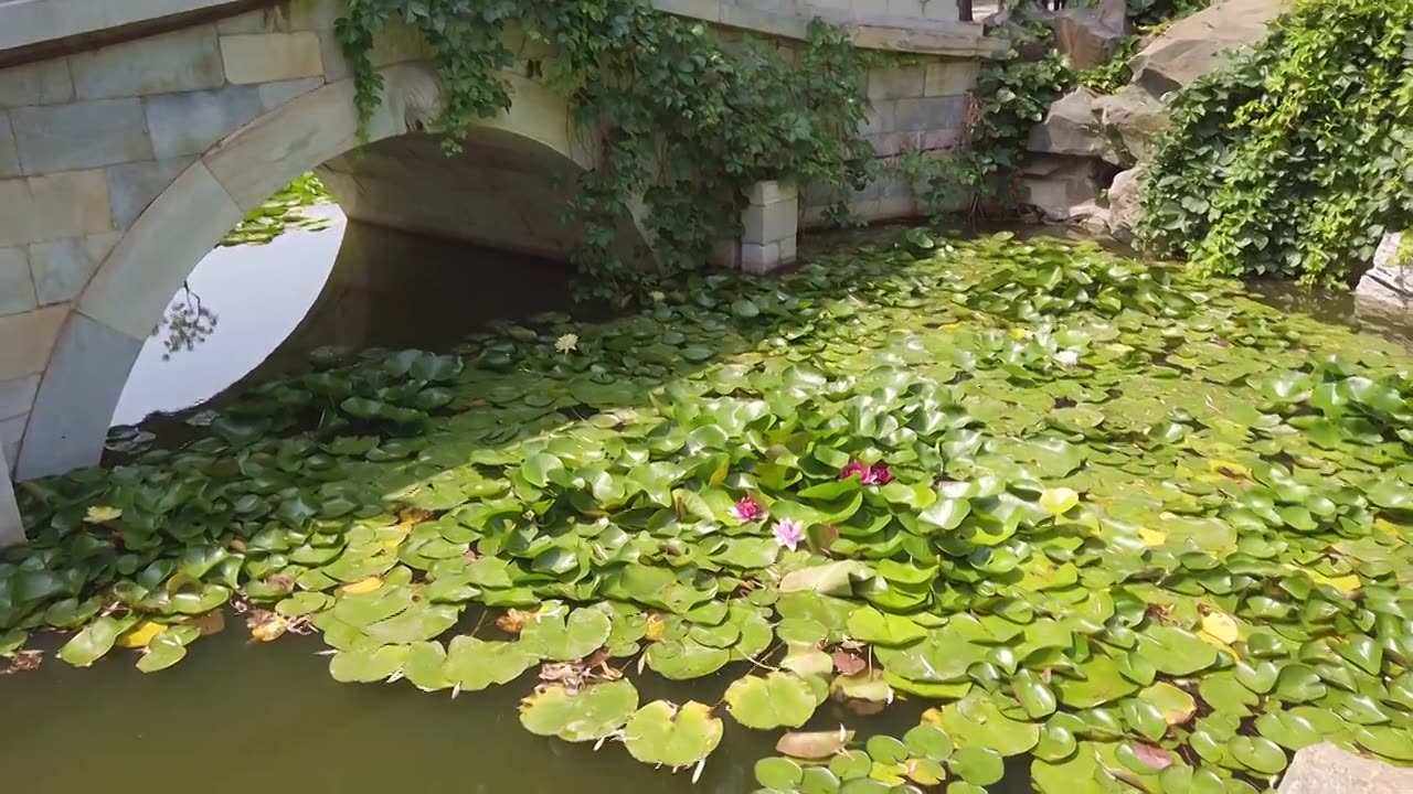 荷花池荷叶盛开视频视频素材