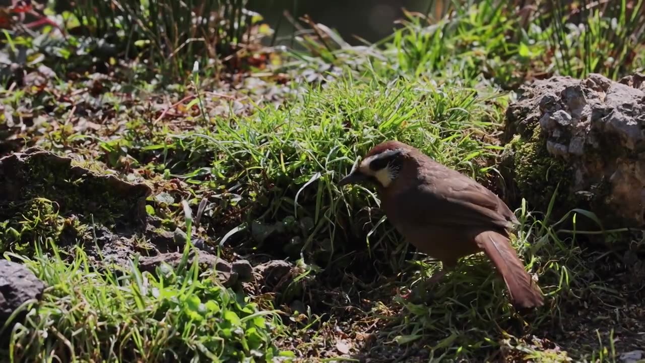 重庆山王坪画眉视频素材