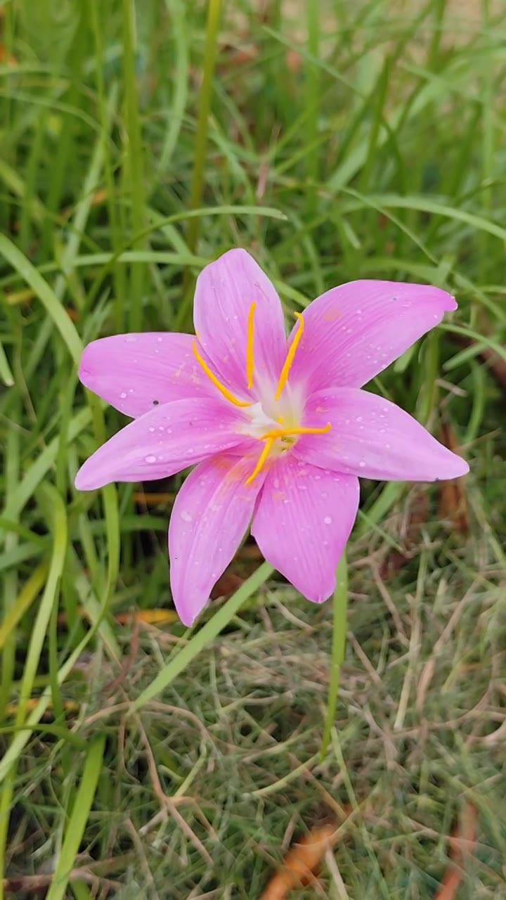 微风吹过韭莲花风雨花视频下载