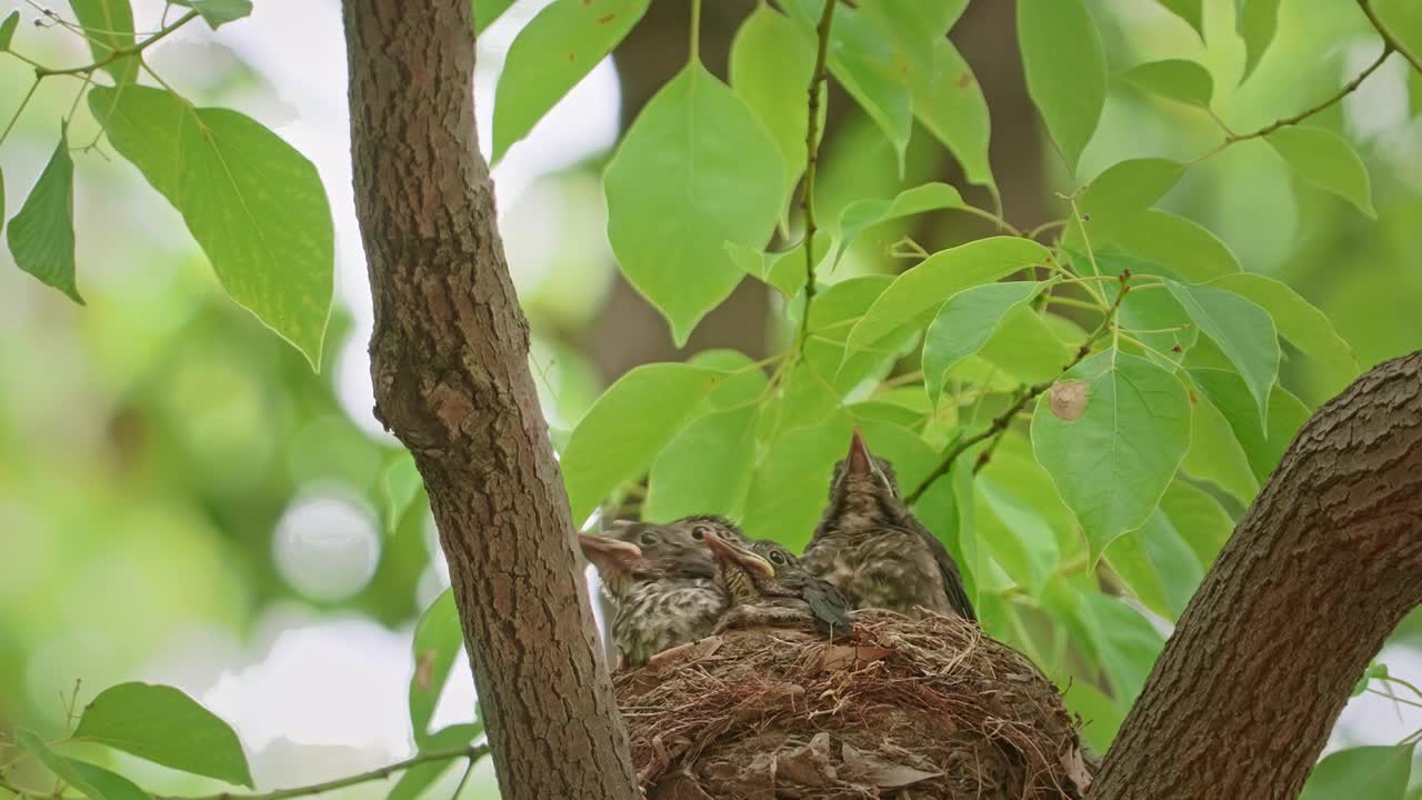 户外野生乌鸫喂雏鸟视频素材