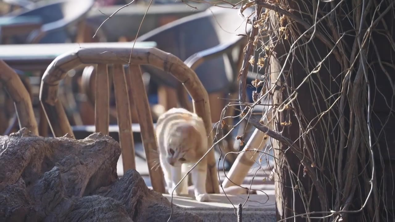 拈花湾野猫视频下载