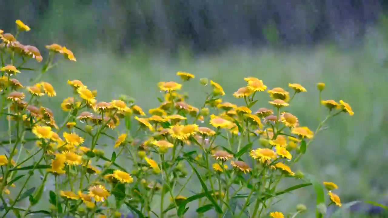 雨中的小菊花视频素材