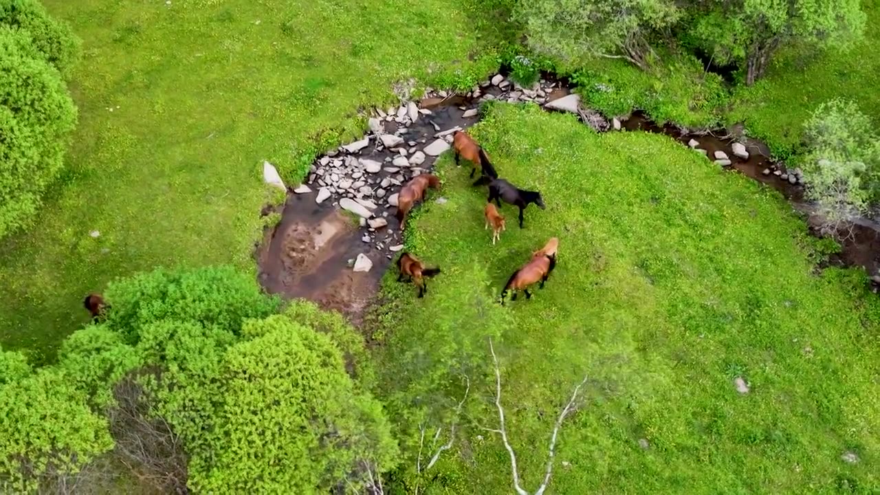 牧场 宝鸡市陈仓区大水川国际旅游度假区视频下载