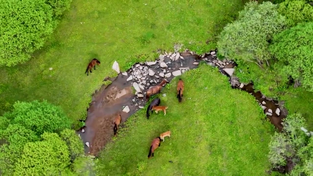 牧场 宝鸡市陈仓区大水川国际旅游度假区视频素材