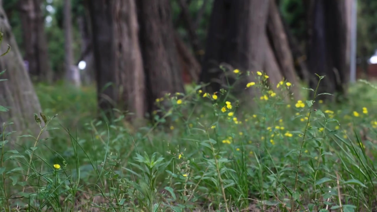 公园森林小草小花宁静自然背景视频素材