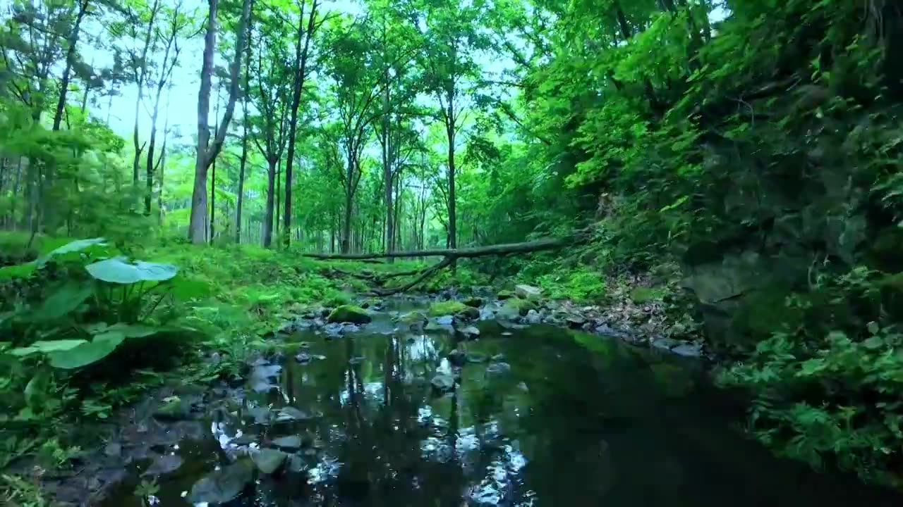 夏季森林小溪清凉自然航拍视频下载