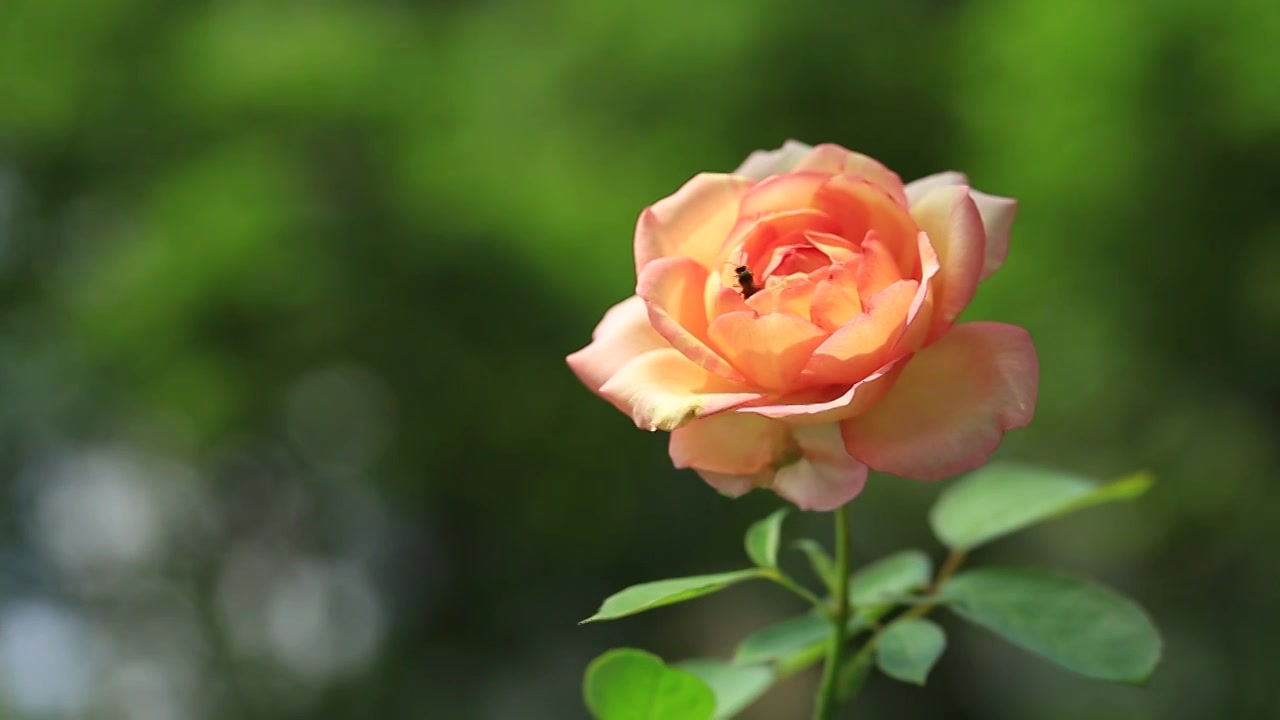 一朵阳光下的玫瑰花视频下载