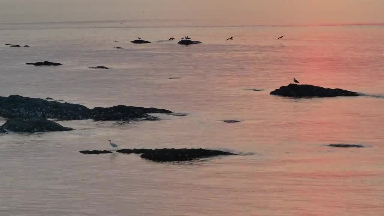 20240605大连旅顺港小黑石海域日落时分海鸟与渔船视频合集视频素材