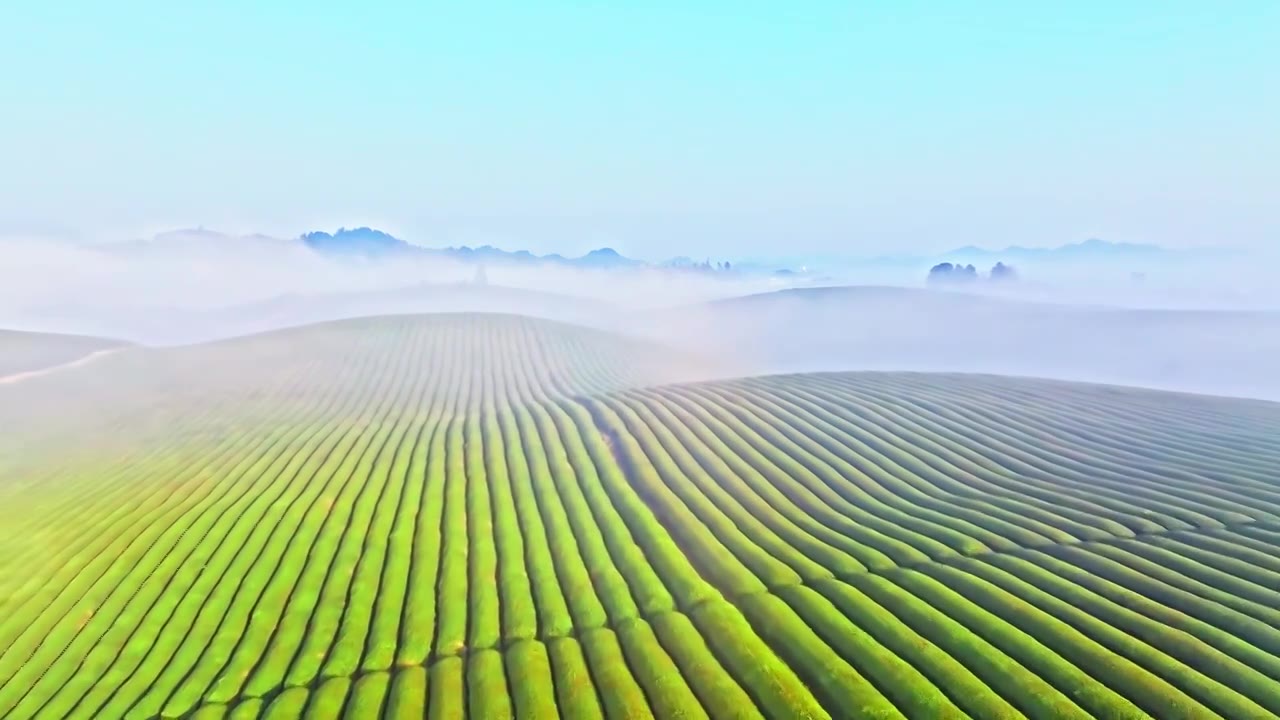 贵州遵义湄潭中国茶海视频素材