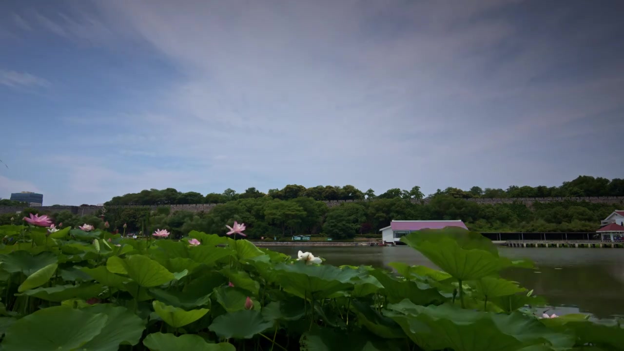 荷花开满月牙湖视频素材